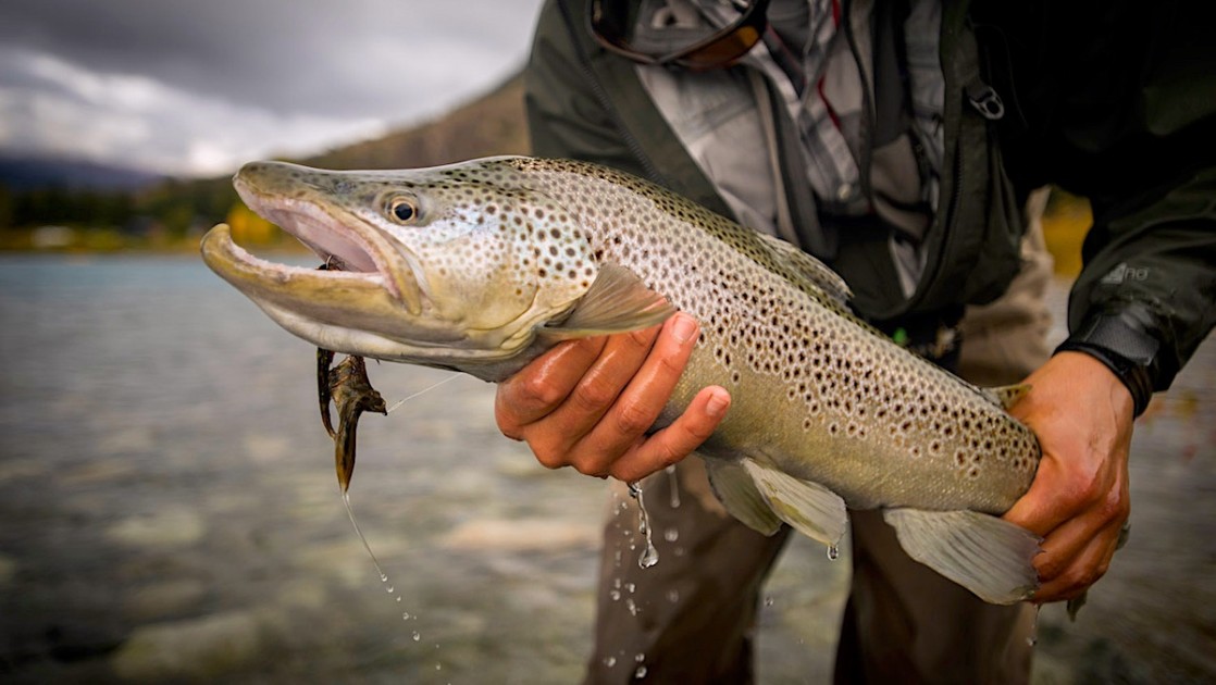 Streamer Fishing for Trophy Trout Video, Streamer Fishing