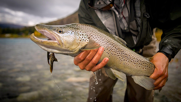Meat Hooks: Big-Ass Streamers Smoke Big-Ass Trout