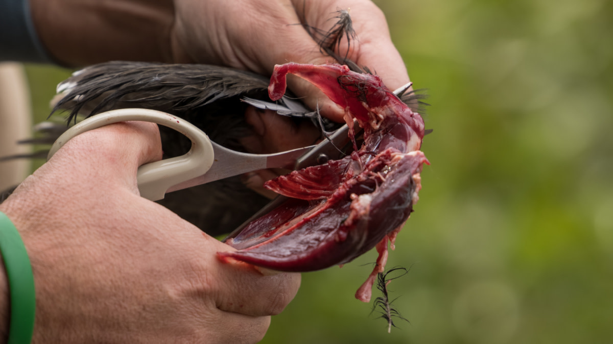 Coot Gumbo