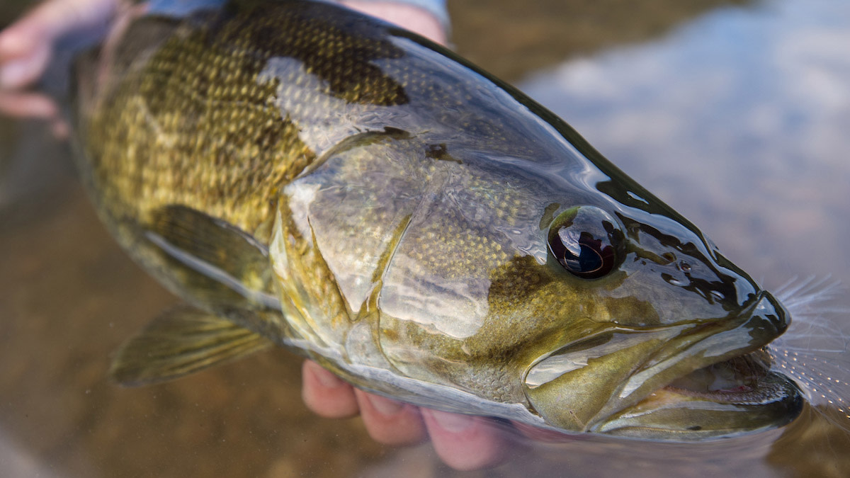 Early Season Smallmouth on America's First National River