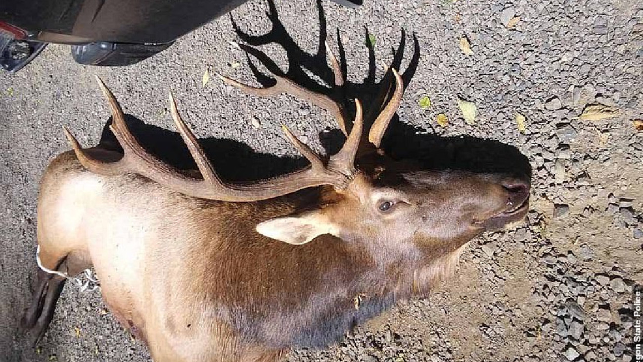 Elk Hunter Gored to Death by Wounded Bull