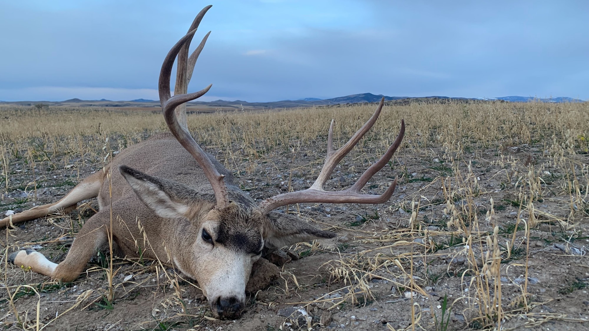 6.5 Creed Muley