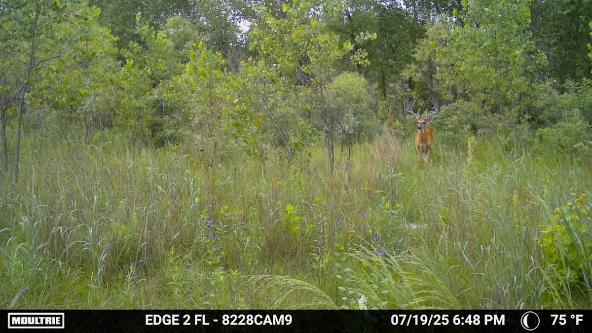 Trail Cam Photo Contest: Best Velvet Buck Pics