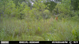 Trail Cam Photo Contest: Best Velvet Buck Pics