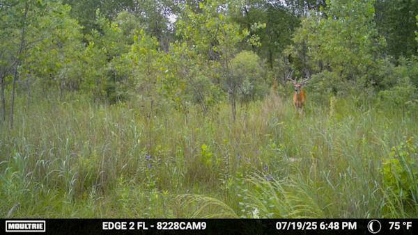 Trail Cam Photo Contest: Best Velvet Buck Pics
