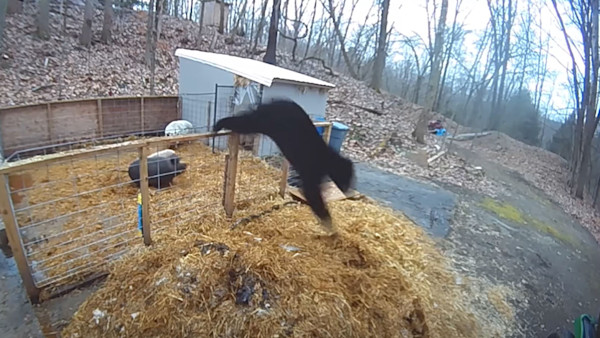 Video: Pigs Fight Off Black Bear Attack