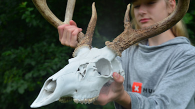 DIY Dermestids: Cleaning Skulls the Easy(ish) Way at Home