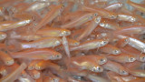 Are Rosy-Red Minnows Worth the Hype?