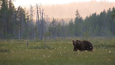 Grizzly bear in grassy meadow with misty pine trees at sunrise