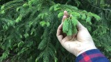 How to Forage for Evergreen Tips