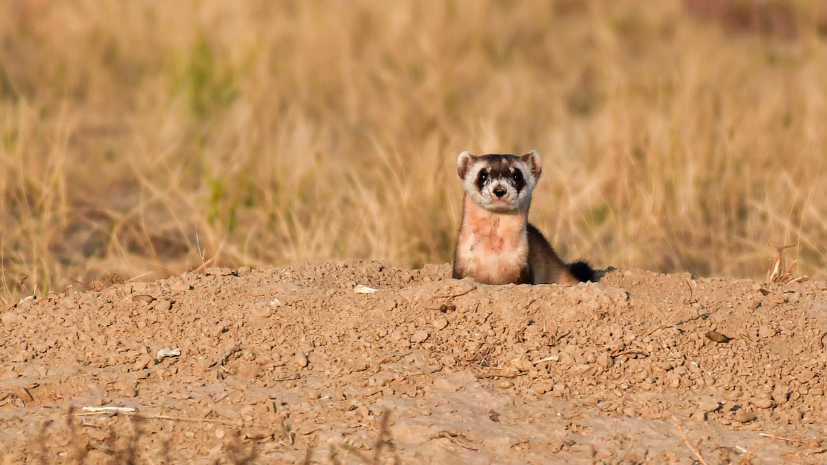 Can Biobanking Save the World’s Rarest Wildlife?