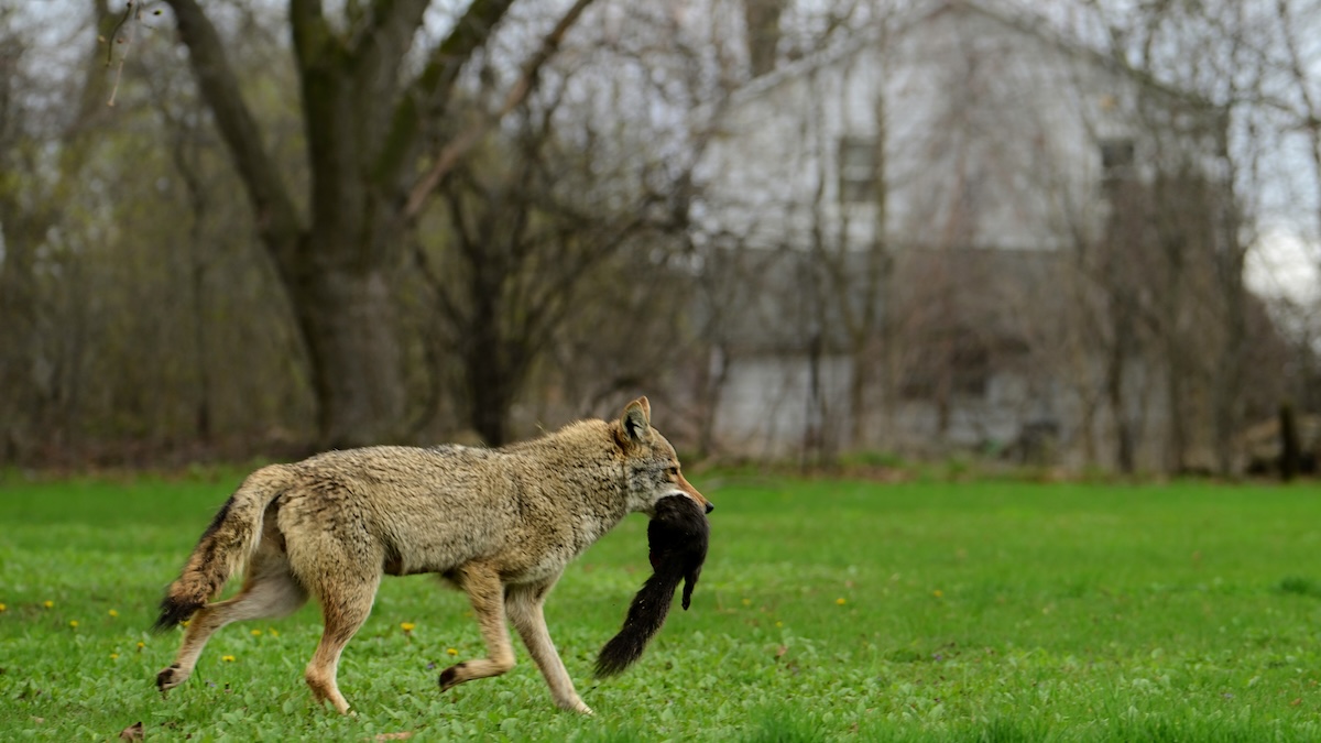 coyote range