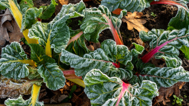 Gardening in Cooler Weather