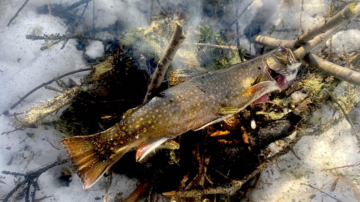 Caught Brown Trout And Fishing Spinning Rod In Water Stock Photo