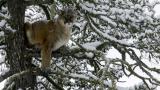 Mountain Lion: Misunderstood Quarry, Under-Appreciated Cuisine