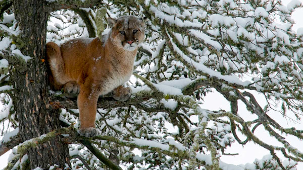 Mountain lion perched in snow-covered pine tree, facing camera