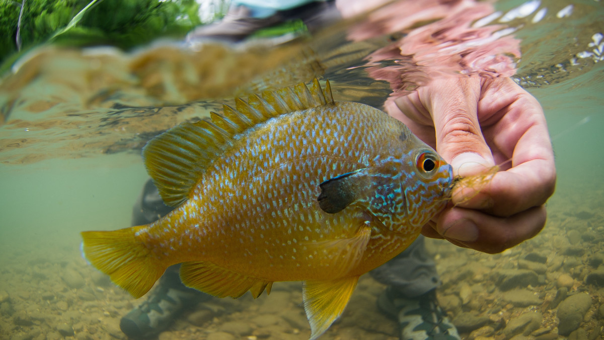 MYHRE: This system catches summer panfish