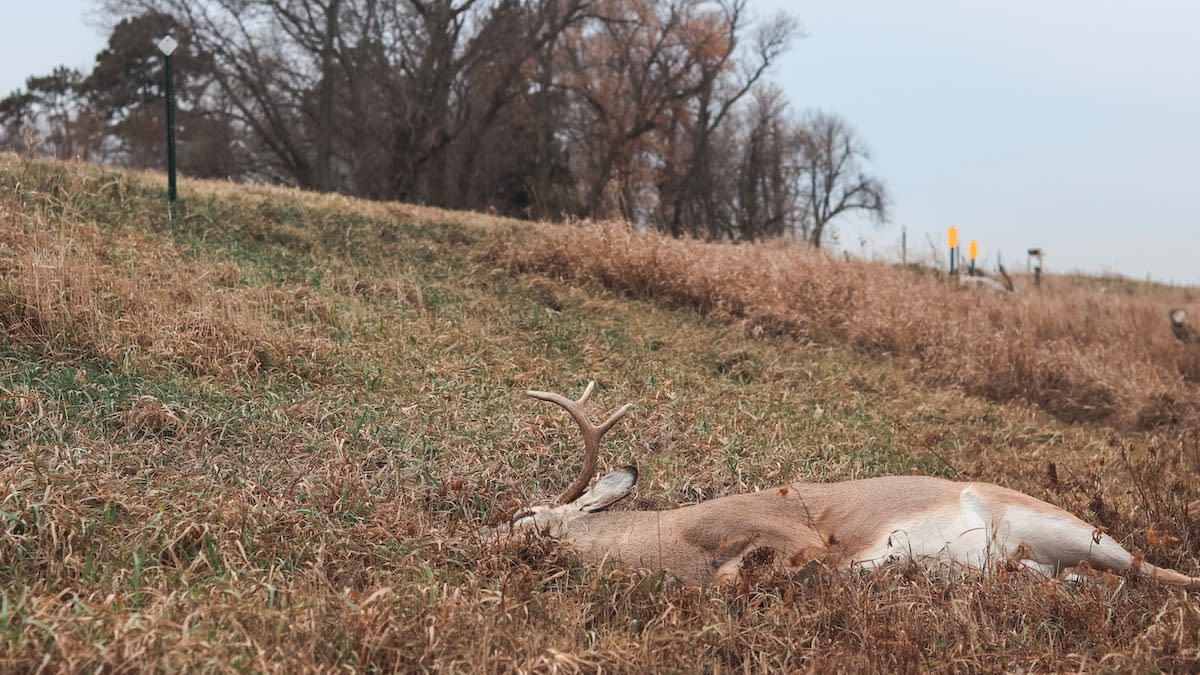 How to Salvage Roadkill