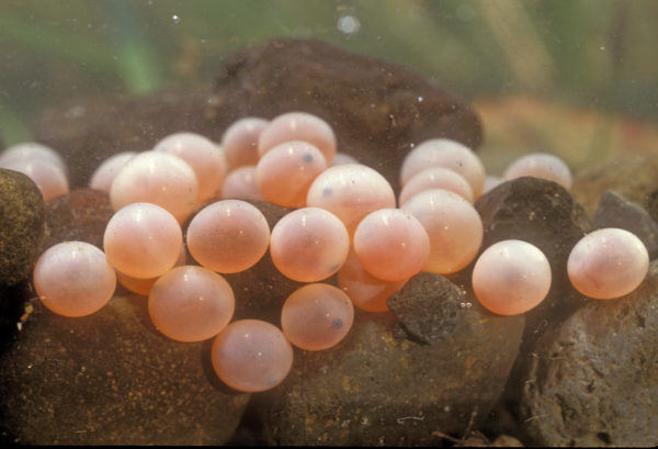 Egg Sucking Leech: A Deeper Look at a Controversial Fly