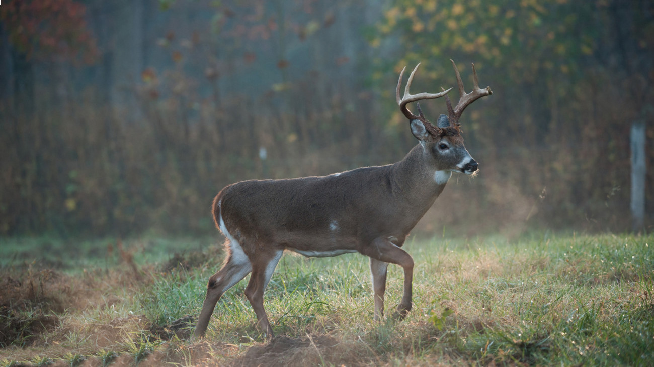 How to Whitetail Hunt an Apple Orchard