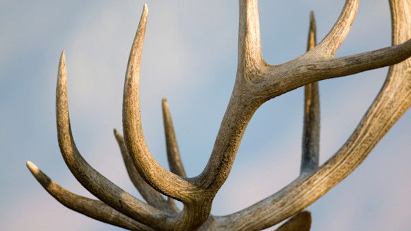 Does Hunting Make Animals Evolve Smaller Antlers and Horns?