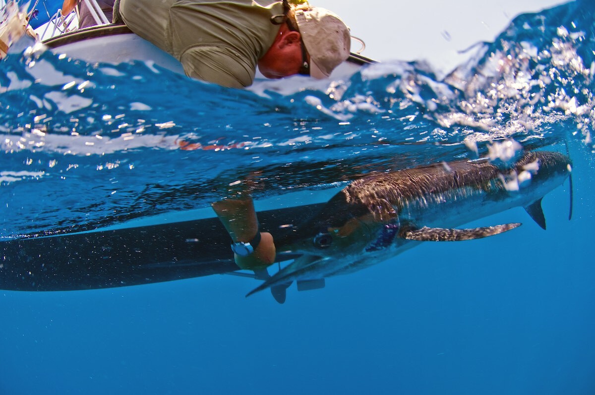 Does Harvest Have a Place in Fly Fishing?