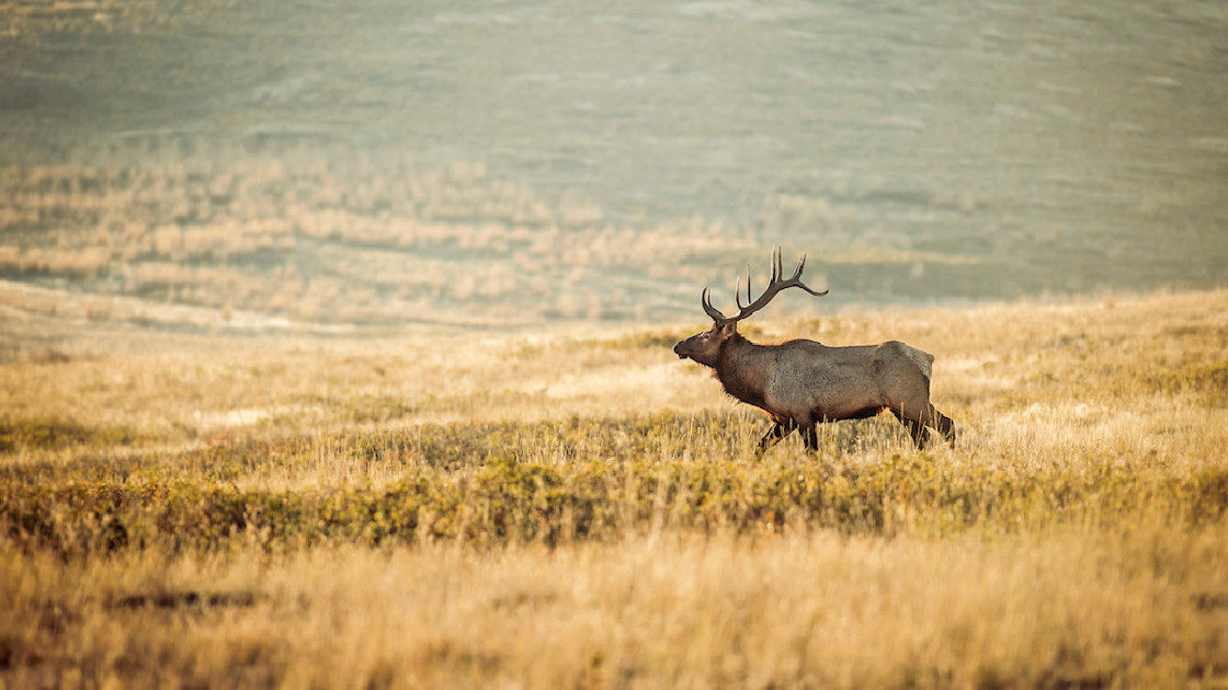How to Use Whitetail Tactics for Farmland Elk MeatEater Hunting