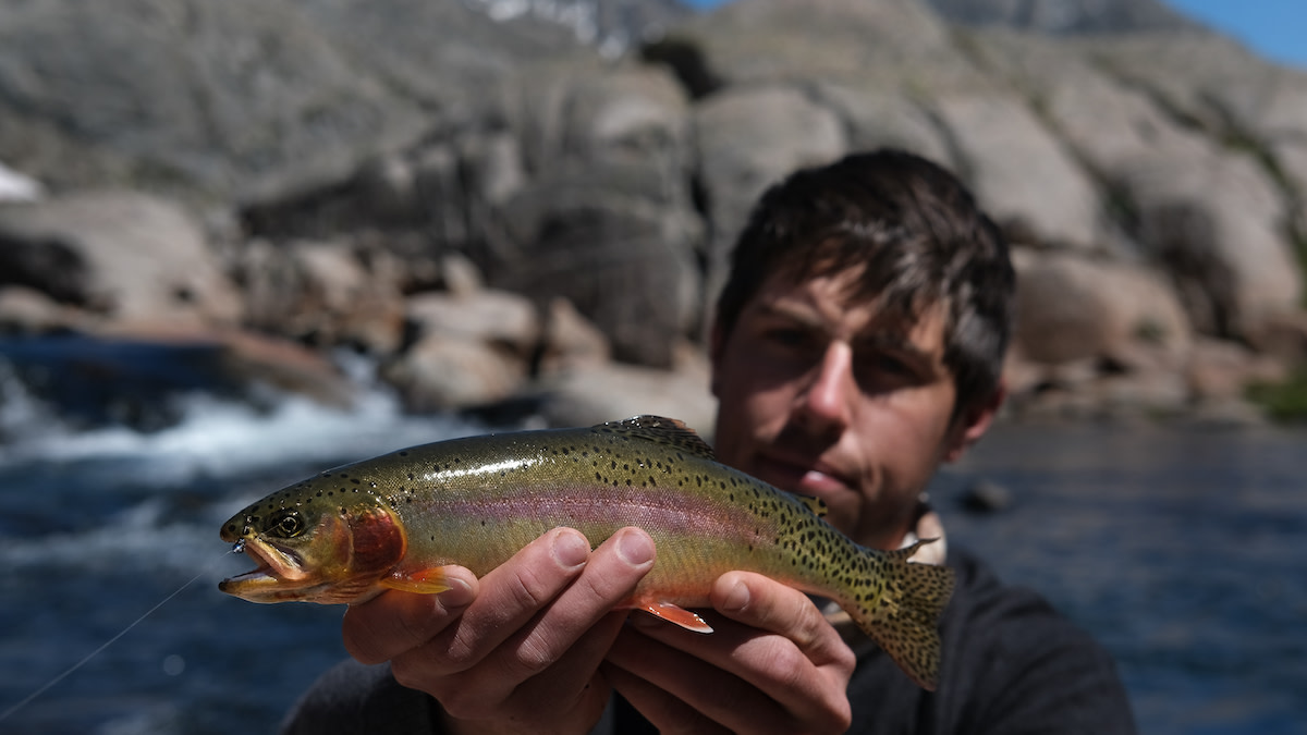 Wild Trout Fishing and Cooking in the Mountains! 