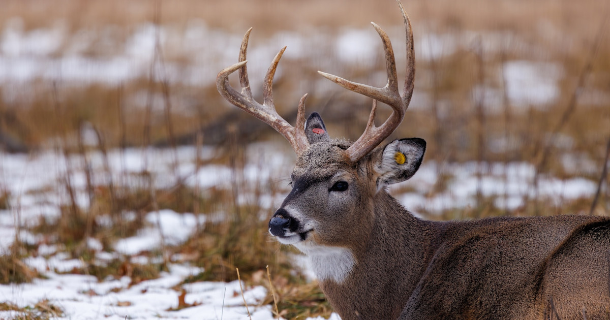 Oklahoma Just Released a Captive Whitetail Deer into the Wild…On Purpose Oklahoma Just Released a Captive Whitetail Deer into the Wild…On Purpose