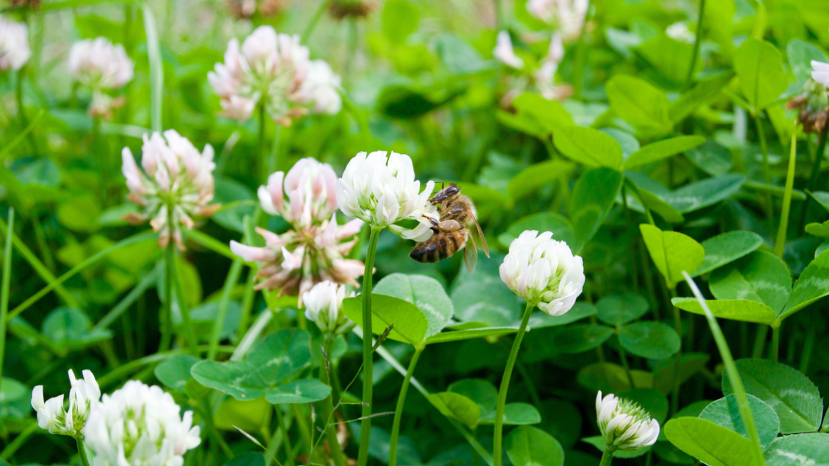 4 Best Cover Crops For Your Garden Wild Whole   Best Cover Crops For Garden 