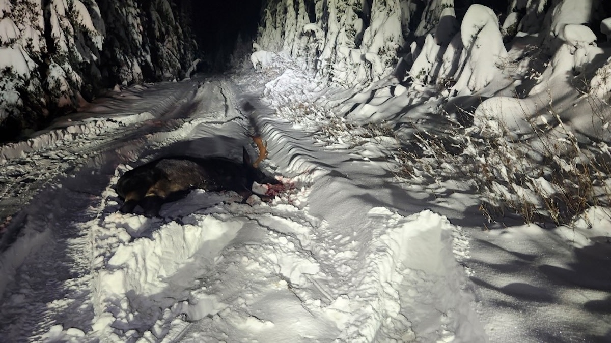 Hunters Turn In Trophy Moose Poacher in Idaho 