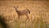 How to Kill Your First Deer with a Bow