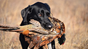 The Dog Training Strategy that Will Help You Kill More Public Land Birds This Fall