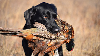 The Dog Training Strategy that Will Help You Kill More Public Land Birds This Fall