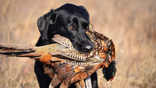 The Dog Training Strategy that Will Help You Kill More Public Land Birds This Fall