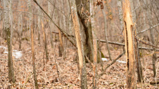 3 Ways To Improve Your Winter Whitetail Scouting