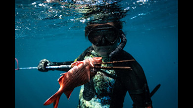 Underwater spearfisher holding speargun with red fish impaled on three-prong spear