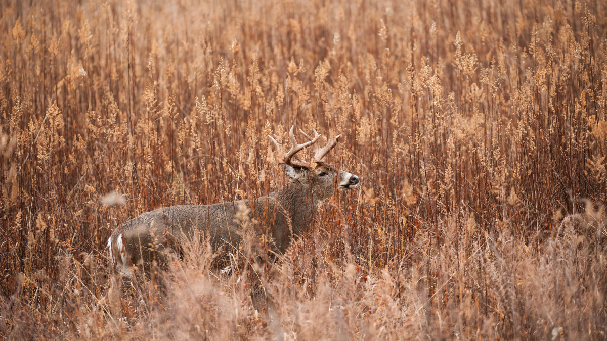 Bowhunting Whitetails From the Ground