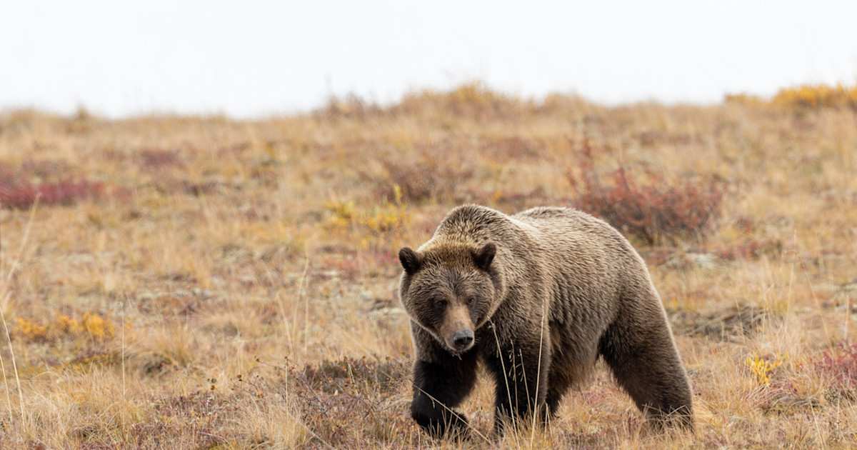 Grizzly Management Would Fall to States Under New Proposal Grizzly Management Would Fall to States Under New Proposal