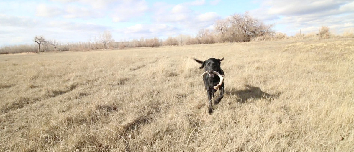 MY DOG PICKS UP 9 SHEDS! Part 3 – #WiredToHuntWeekly 42