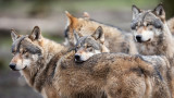 How Colorado’s Wolf Reintroduction Nearly Failed Before It Even Started