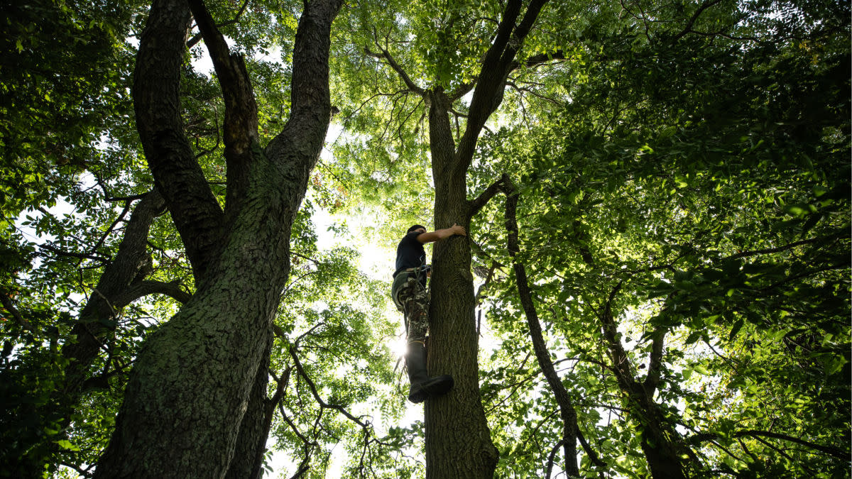 You’re Hanging Your Tree Stands Wrong