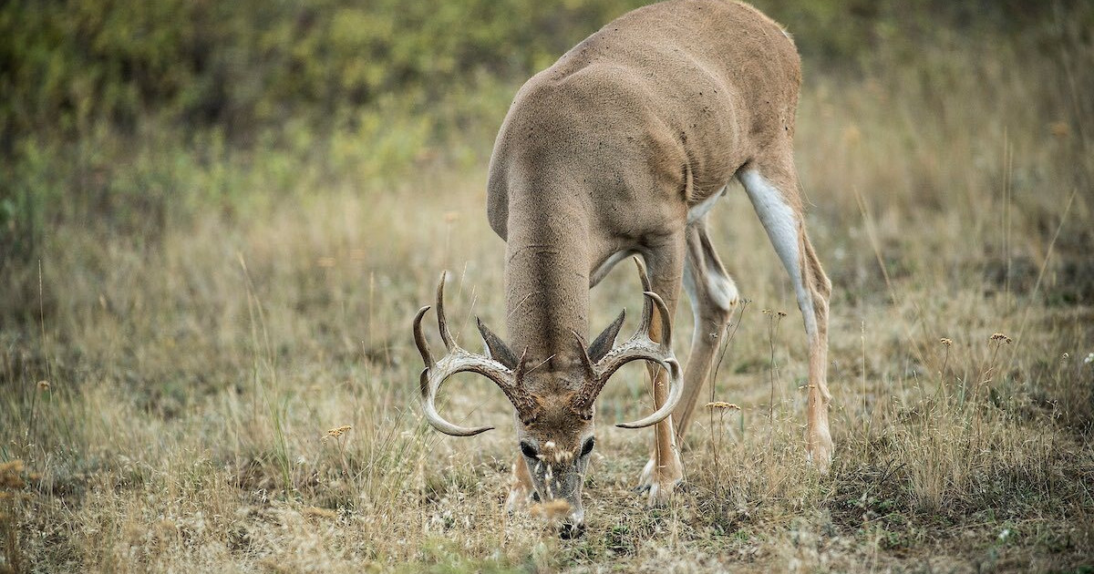 Deer And Deer Hunting Rut Calendar 2025 Pdf California