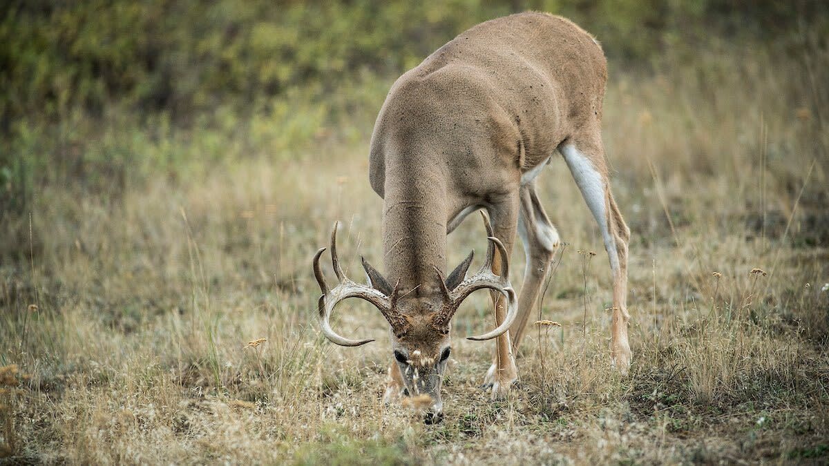 4 Natural Food Sources Every Public Land Deer Hunter Should Know