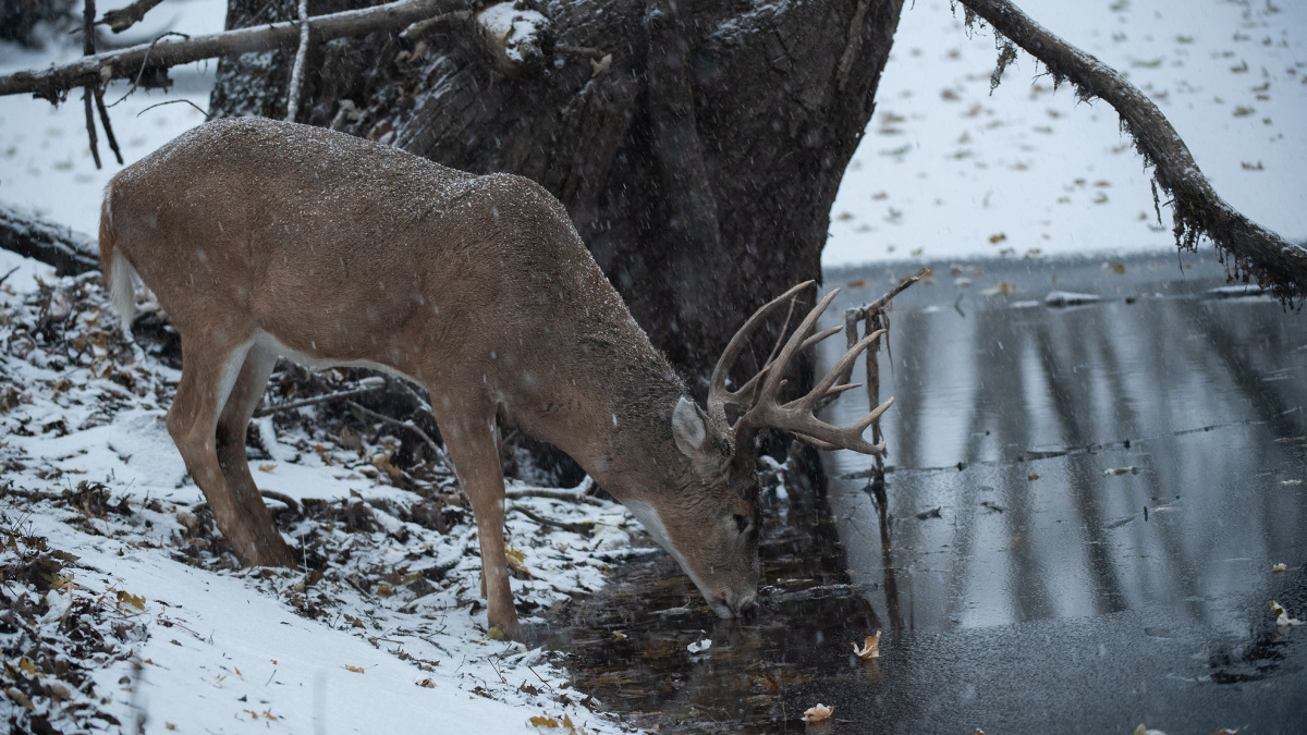 How To Kill A Late-Season Buck Without Hunting Food | MeatEater Wired ...