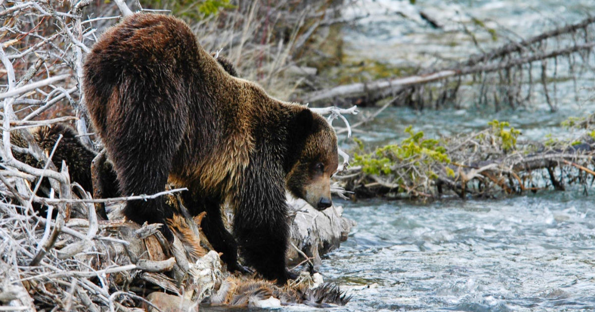 Can You Eat Grizzly Bear?