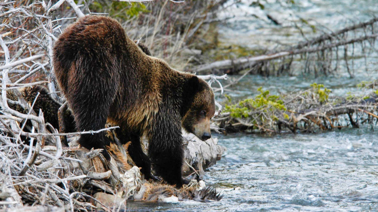Grizzly Bear Meat: Is It Fit for Dinner?