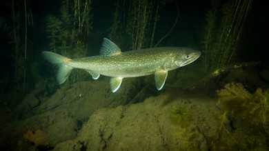 3 Tricks To Help You Catch More Fish in Deep Water