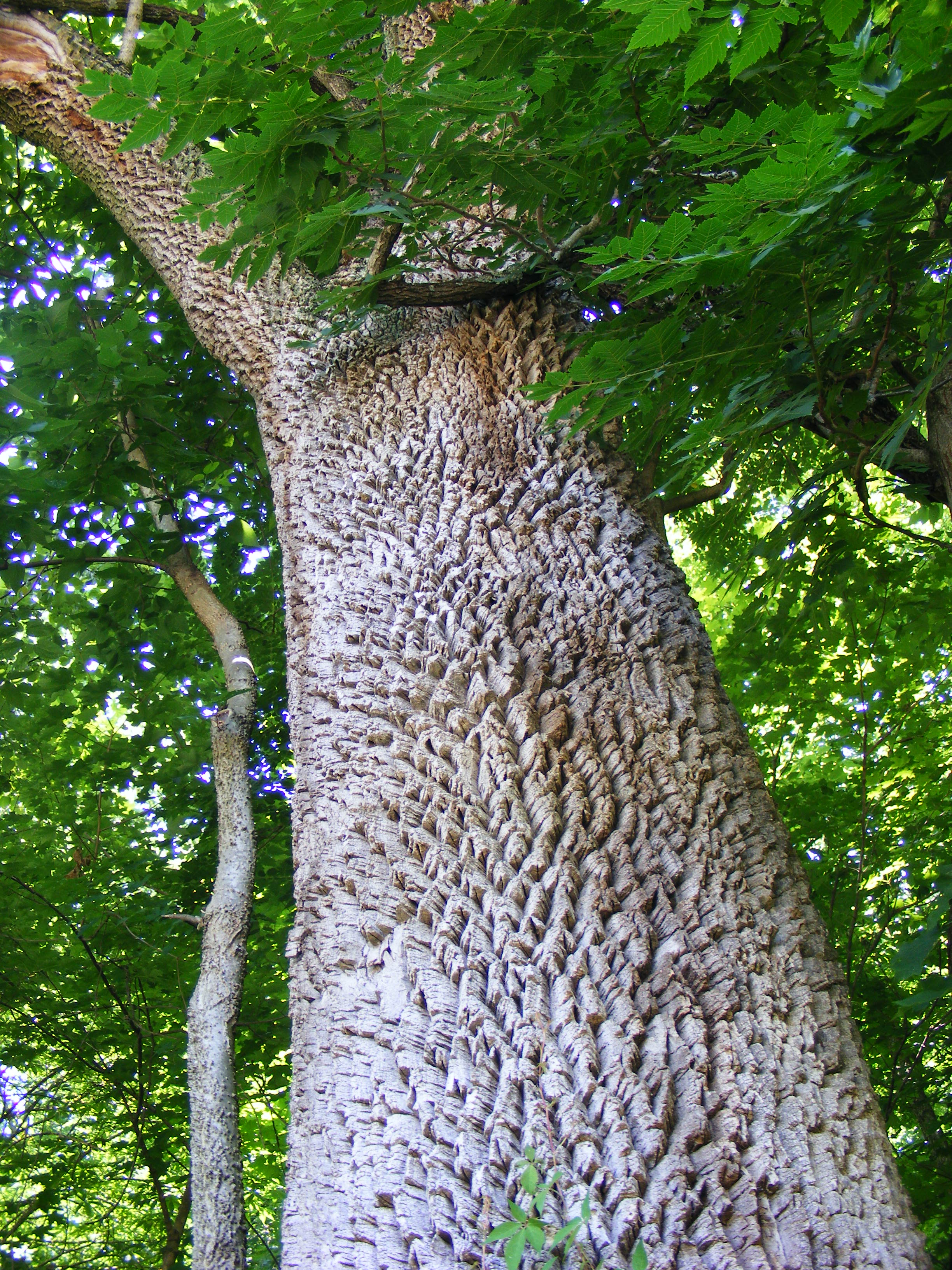 Ash Tree