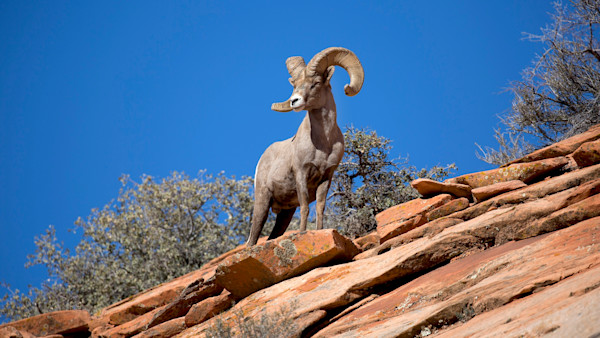 Wyoming Bighorn Reintroduction Brings Public-Land Issues to a Head